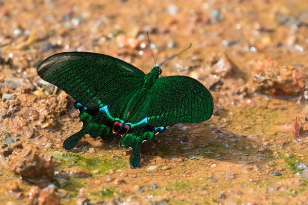 Paris Peacock, borboleta rabo de andorinha em verde em Khao Yai, Nakhon Ratchasima, Korat — Fotografia de Stock