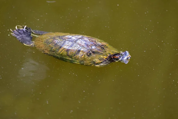 Deslizador de orejas rojas, tortuga de orejas rojas con raya roja cerca de las orejas flotando en el agua i — Foto de Stock