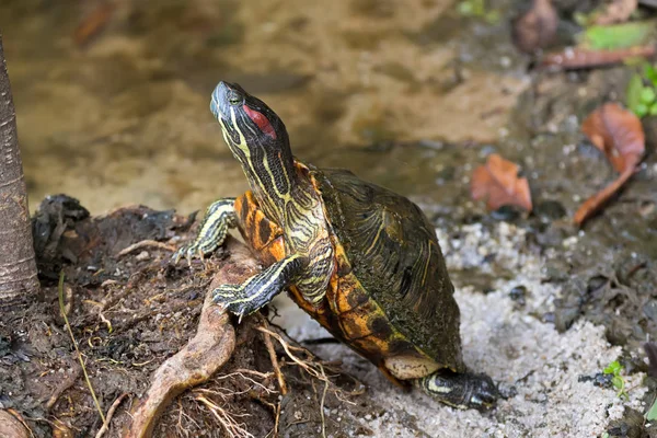 Red-eared slider, red-eared terrapin turtle with red stripe near ears stand on tree root