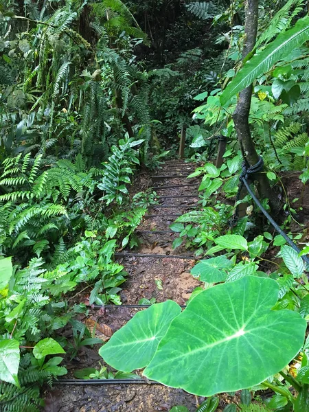 Bischofsweg, tropischer Regenwald mit Stützseilen am Fraser 'Hill, Malaysia — Stockfoto