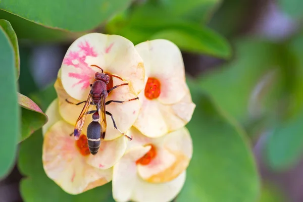 Hornet, eusociala getingar utfodring på krona av törnen blomma i gult — Stockfoto