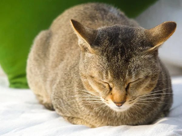 Cute brown cat resting on white cushion, eyes closed — Stock Photo, Image