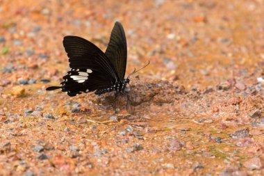 Siyah ve Beyaz Helen yerde beslenen kuyruk kelebeği yutuyor