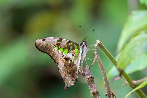 Cauda Jay engolir borboleta cauda, também chamado de triângulo verde-manchado — Fotografia de Stock