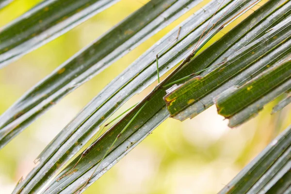 Piccolo insetto bastone fantasia appollaiato su foglia verde al parco nazionale Khao Yai — Foto Stock