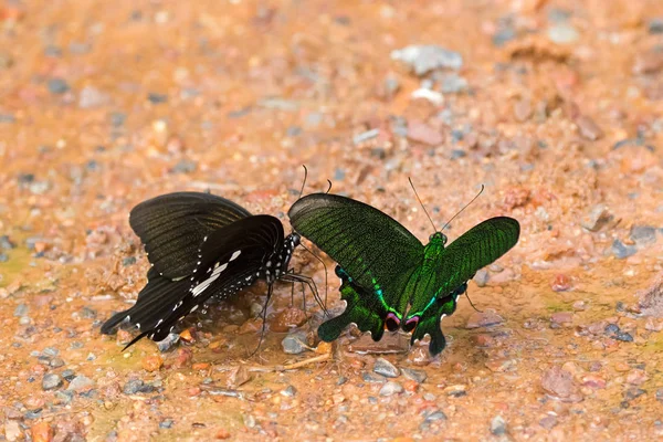 Paris Pavão, preto e branco Helon, borboleta rabo de andorinha — Fotografia de Stock