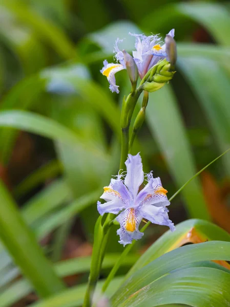 Japonská Iris v světle modré žluté s rozmazanou zelenou zahradou — Stock fotografie