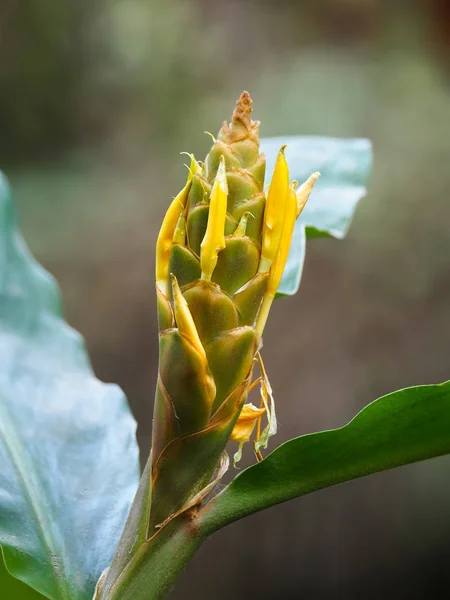 Kwiat zbliżenie żółty imbir, znany jako kremowy łańcuch-lilia w Nepalu, Azja — Zdjęcie stockowe