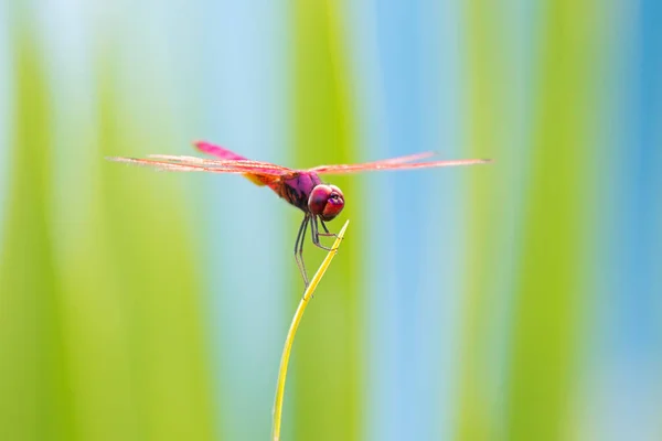 Libélula roja posada en rama con fondo borroso en el Parque Nacional Khao Yai, Tailandia — Foto de Stock