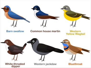Vector illustration set of cute European bird cartoons - Barn swallow, House martin, Yellow Wagtail, White throated dipper, Western Jackdaw, Bluethroat clipart