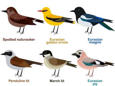 Vector illustration set of cute European bird cartoons - Spotted nutcracker, Eurasian golden oriole, Marsh tit, Eurasian magpie, Penduline tit, Eurasian jay
