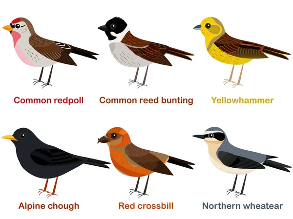 Vector Illustration Set Cute European Bird Cartoons Common Redpoll Alpine — Stock Vector