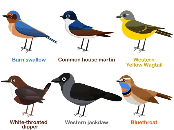 Vector Illustratie Set Van Schattige Europese Vogel Cartoons Schuur Slikken — Stockvector