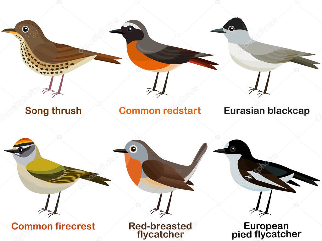 Vector illustration set of cute European bird cartoons - Song thrush, Common redstart, Eurasian blackcap, Common firecrest, Red-breasted flycatcher, European pied flycatcher