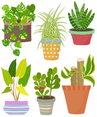 Vektör, kapalı ev bitkisini tencereye yerleştirdi. İngiliz Sarmaşığı, Örümcek Bitkisi, Crassula, Janet Craig, Afrika mızrağı, Philodendron limonu. Düzleştirilmiş el yapımı egzotik ev bitkisi koleksiyonu. Şirin illüstrasyon güzel tasarım elementleri