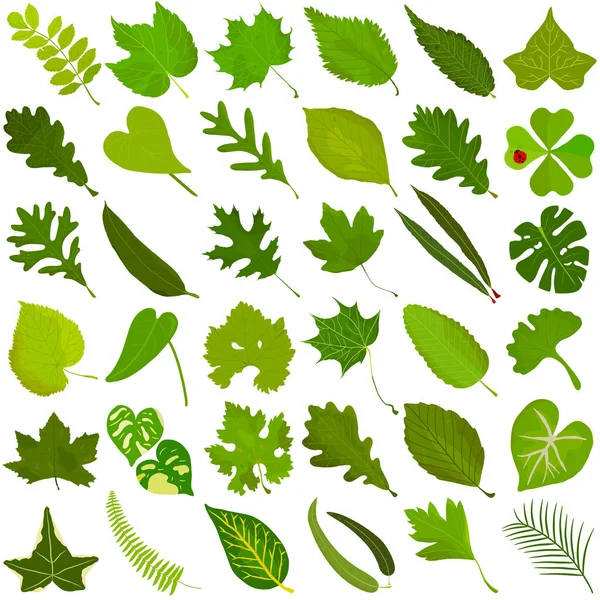 Dibujado Mano Verano Hoja Verde Colorido Vector Ilustración Hojas Verdes — Archivo Imágenes Vectoriales