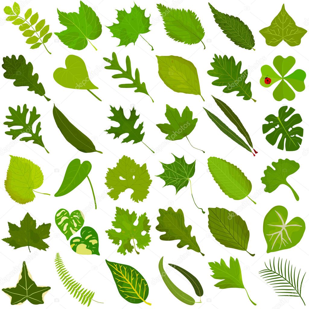 Hand drawn Summer green leaf, colorful illustration vector of green leaves doodle elements on white
