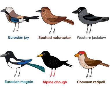 Şirin kuş vektör çizimi, Jay, Fındıkkıran, Jackdaw, Magpie, Chough, Redpoll, Renkli Avrupa kuş çizgi film koleksiyonu