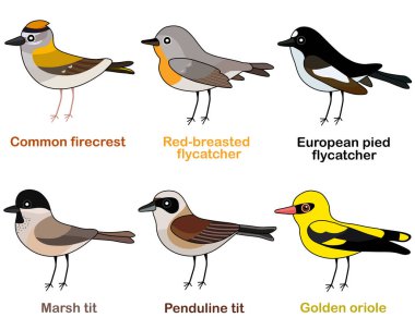 Cute bird vector illustration set, firecrest, flycatcher, tit, oriole, Colorful European bird cartoon collection