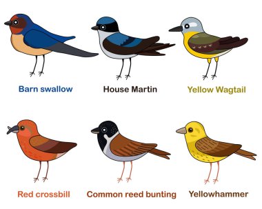 Şirin kuş vektör çizim seti, Kırlangıç, Martin, Wagtail, Crossbill, Reed Bunting, Yellowhammer, Renkli Avrupa kuş çizgi film koleksiyonu