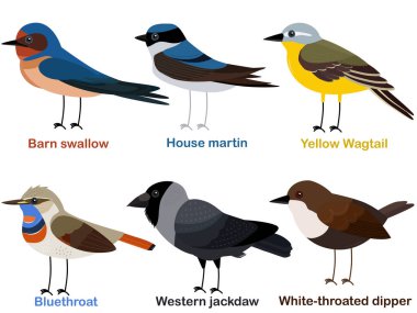 Şirin kuş vektör çizim seti, ahır kırlangıcı, martin Hanesi, Sarı Vagon kuyruğu, Bluethroat, Batı kargaburnu, beyaz boğazlı bebek, renkli Avrupa kuş çizgi film koleksiyonu