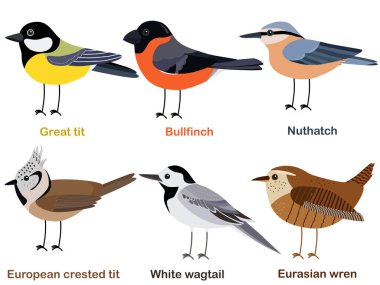 Cute bird vector illustration set, Great tit, Nuthatch, Bullfinch, White wagtail, Eurasian wren, European, crested tit, Colorful European bird cartoon collection