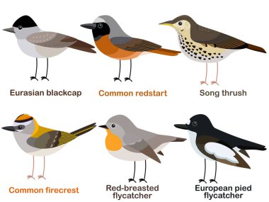 Cute bird vector illustration set, Blackcap, Redstart, Song thrush, Firecrest, Flycatcher, Colorful European bird cartoon collection clipart