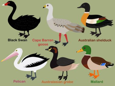 Şirin kuş vektör çizimi seti, Mallard, Grebe, Shelduck, Pelikan, Swan, Cape Barren Goose. Renkli kuş çizgi film koleksiyonu