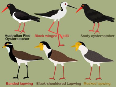Şirin kuş vektör çizimi, Avustralyalı istiridye avcısı, siyah kanatlı stilt, Lapwing, renkli kuş çizgi film koleksiyonu.