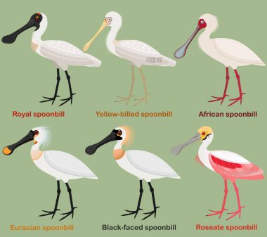 Şirin dalış kuş vektör çizimi seti, Royal Spoonbill, Sarı gagalı, Afrikalı, Avrasyalı, Siyah yüzlü, Gül kaşığı, Avrupalı renkli kuş çizgi film koleksiyonu