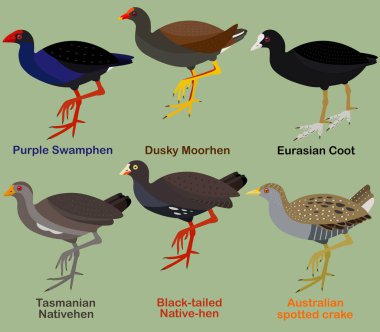 Şirin kuş vektör çizim seti, Mor Bataklık, Dusky moorhen, Coot, yerli tavuk, Crake, renkli deniz kuşu çizgi film koleksiyonu