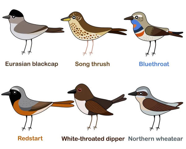 Conjunto Bonito Ilustrações Vetoriais Pássaros Blackcap Thrush Bluethroat Redstart Dipper — Vetor de Stock