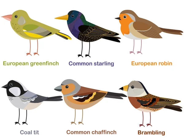 Cute bird vector illustration set, Greenfinch, Robin, Starling, Chaffinch, Coal tit, Brambling, Colorful European bird cartoon collection