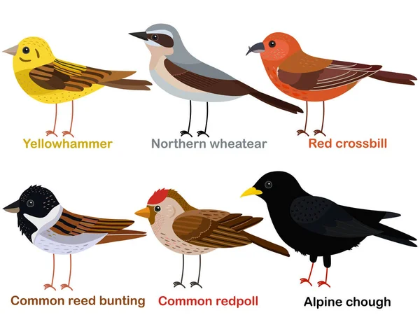 Cute Bird Vector Illustration Set Yellowhammer Wheatear Red Crossbill Reed — Stock Vector