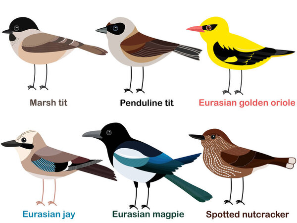 Симпатичный набор векторных иллюстраций птиц, Nutcracker, Oriole, Marsh sit, Magpie, Feluline sit, Euryan jay, Collective European bird cartoon collection