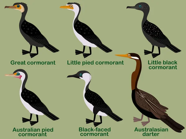 Cute Bird Vector Illustration Set Great Cormorant Little Pied Little — Stock Vector