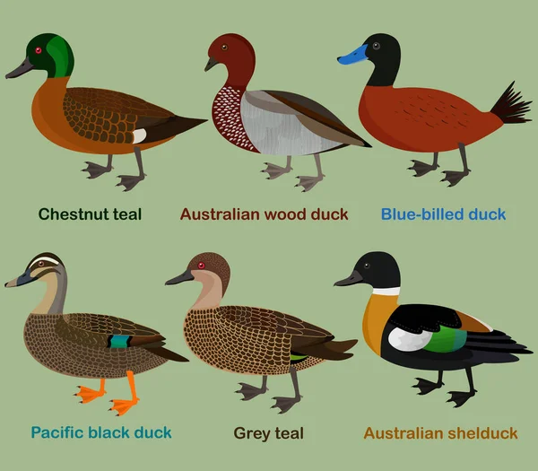 귀여운 Chestnut Teal Wood Duck Blue Billed Duck Pacific Black — 스톡 벡터