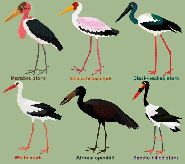 Lindo Conjunto Ilustración Vector Aves Zancudas Cigüeña Cuello Negro Facturado — Archivo Imágenes Vectoriales