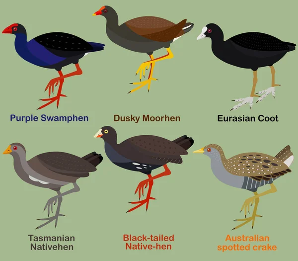 Lindo Conjunto Ilustración Vector Aves Swamphen Púrpura Moorhen Oscuro Coot — Vector de stock