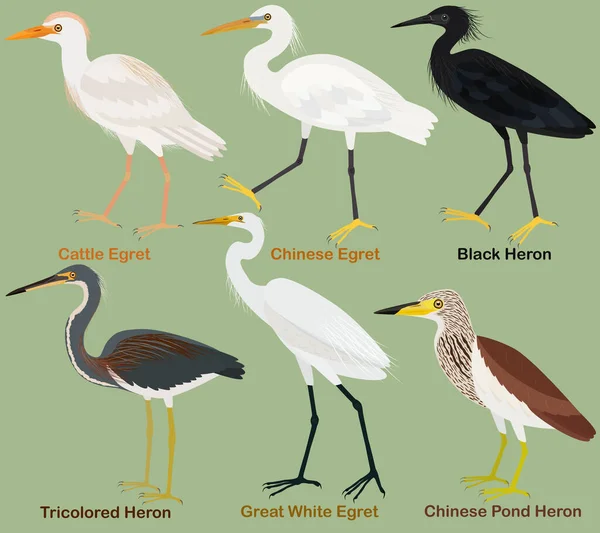 Cute Wading Bird Vector Illustration Set Tricolored Black Chinese Pond — 스톡 벡터