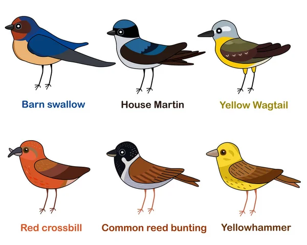 Cute Bird Vector Illustration Set Swallow Martin Wagtail Crossbill Reed — 스톡 벡터