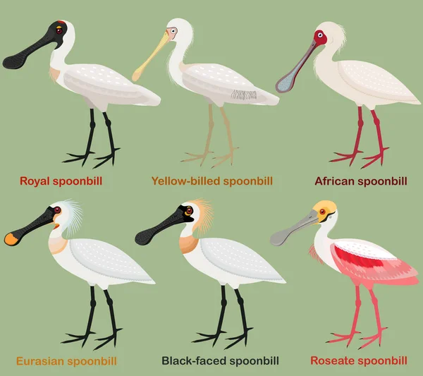 Cute Wading Bird Vector Illustration Set Royal Spoonbill Yellow Bilbill — 스톡 벡터