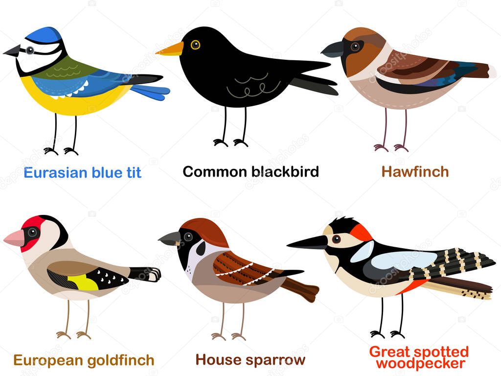 Cute bird vector illustration set, blue tit, goldfinch, woodpecker, Hawfinch, Blackbird, Sparrow, Colorful European bird cartoon collection