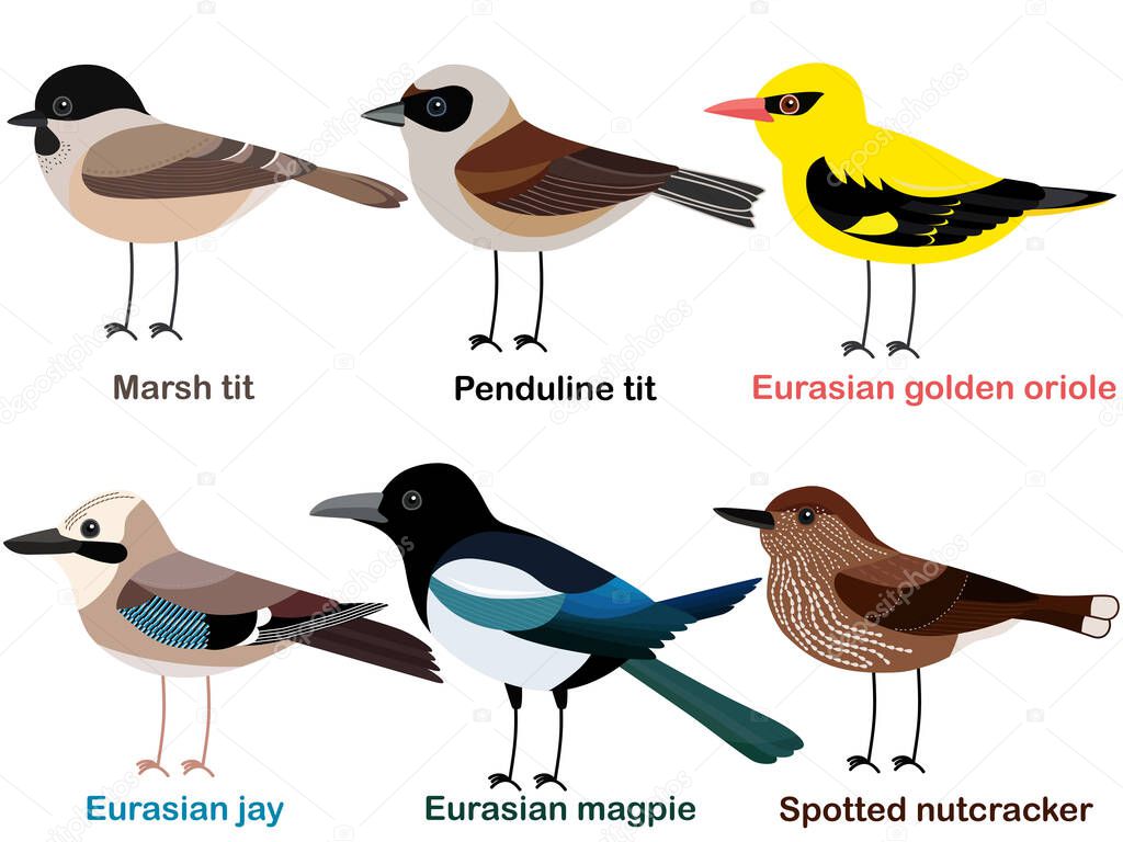 Cute bird vector illustration set, Nutcracker, Oriole, Marsh tit, Magpie, Penduline tit, Eurasian jay, Colorful European bird cartoon collection