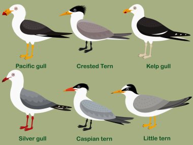 Şirin kuş vektör çizim seti, Pasifik martıları, Küçük deniz kestanesi, Gümüş martı, Kelp martısı, Hazar tarlası, Crested Tern, renkli deniz kuşu çizgi film koleksiyonu.