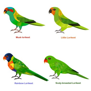 Şirin Avustralya Lorikeet, papağan kuş vektör çizimi, Gökkuşağı Lorikeet, Küçük Lorikeet, Büyük göğüslü, Musk lorikeet, Renkli kuş çizgi film koleksiyonu