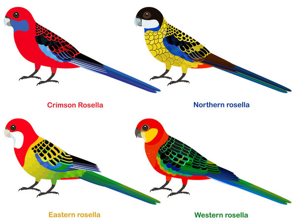 Cute Australia parrots, Rosella bird vector illustration set, Eastern rosella, Western rosella, Crimson Rosella, Northern Rosella, Colorful bird cartoon collection