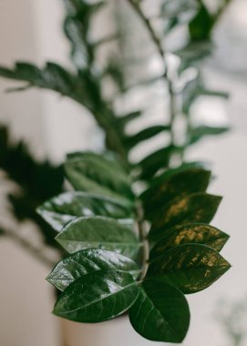 Kapalı bir bitkinin yeşil yaprakları zarif bir şekilde uzanır, zengin dokusunu ve parlak ışıkta sağlıklı görünümünü sergiler..