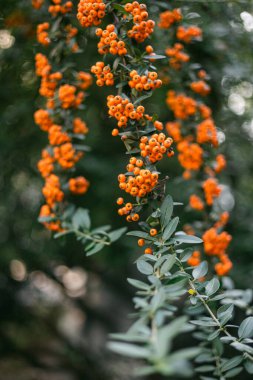 Berrak mavi gökyüzünün altında yeşil bir bahçede sallanan turuncu çiçek kümeleri..