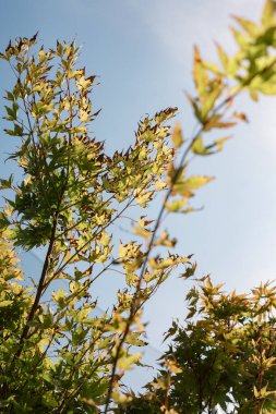 Yumuşak yapraklar gökyüzüne doğru uzanır, doğadaki açık bir günde güneş ışığıyla aydınlanır..